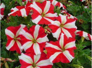 פטוניה אדומה עם פרחים צבעוניים - 80 זרעים - Petunia x hybrida 