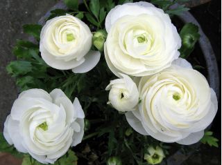 Boglárka - fehér - csomag 10 darab - Ranunculus
