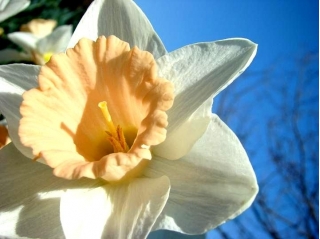 Narcissus Salome - Daffodil Salome - 5 bulbi