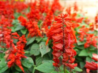 Tropical sage - cherry red - 84 seeds