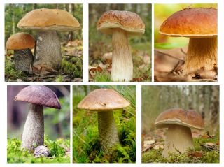Set di funghi a foglie decidue - 6 specie - micelio - 