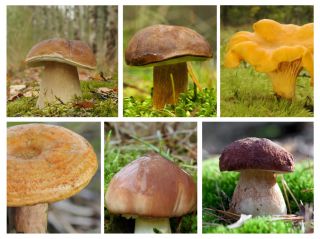 Set de ciuperci de pin - 6 specii - miceliu - 