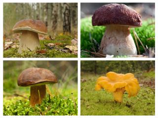 Набор еловых грибов - 4 вида - мицелий - 
