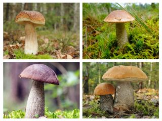 Birch champignon sæt - 4 arter - mycelium - 