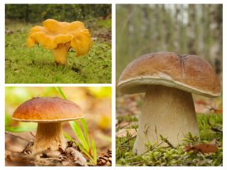 Set di funghi di quercia e faggio - 3 specie - micelio - 
