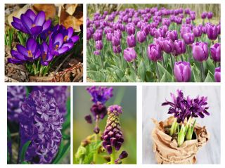 Purple flower set – 5 species
