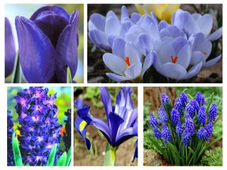 Set de flores azules - 5 especies - 