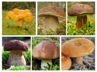 Conifers sopp sett - 6 arter - mycelium - 