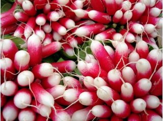 الفجل "Opolanka" - جذور متوسطة طويلة ، حمراء ، بيضاء الرؤوس - 850 بذرة - Raphanus sativus L. - ابذرة