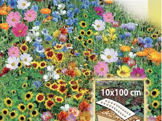 Rainbow Border - сортовая смесь однолетних цветов для коробок и кантов, мат 10 х 100 см - 
