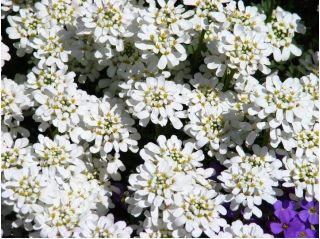Evergreen Candytuft, Perennial Candytuft семена - Iberis sempervirens - 125 семена