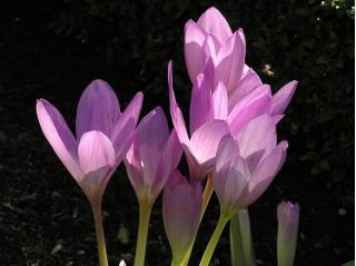 Tidløs - Lilac Wonder -  Colchicum