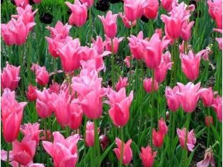 Tulipa Kina Pink - Tulip Kina Pink - 5 lukovica - Tulipa China Pink