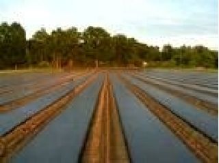 Svart anti-weed fleece (agrotextile) - för mulchjordgubbar och vilda jordgubbar - 1,60 x 5,00 m - 