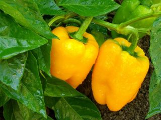 Sweet Pepper Semințe "Marta Polka" - Capsicum annuum - 80 de semințe - Capsicum L.