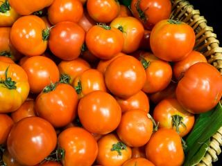 بذور الطماطم فينوس - Lycopersicon esculentum - Lycopersicon esculentum Mill  - ابذرة