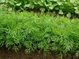 Bahçe Dereotu Szmaragd tohumları - Anethum graveolens - 2800 tohumlar - Anethum graveolens L.