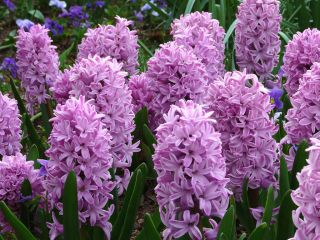 Гиацинт - Splendid Cornelia - пакет из 3 штук - Hyacinthus
