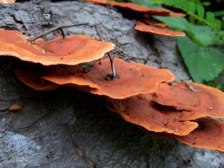 Ружичаста печурка - Pleurotus djamor