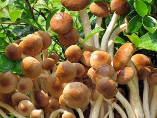 قارچ قارچ؛ مخملی pioppini، Yanagi-matsutake - Agrocybe aegerita