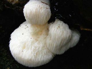 Lavina gljiva - omiljena azijska gljiva; glava majmuna, bradati zub gljiva, satirska brada, bradati jež gljiva, pom pom gljiva, bradati zub gljiva - Hericum erinaceus