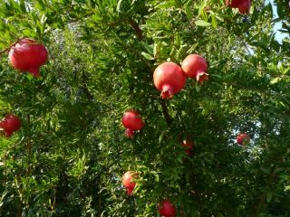 Dwarf Pomegranate seeds - Punica granatum var. Nana - 30 zaden