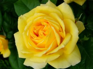 Nagy virágos rózsa - sárga - cserepes csemete - 