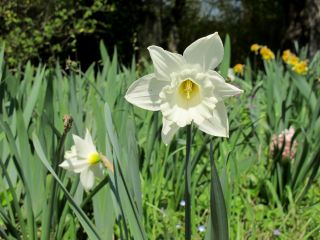 Narcissus Thalia - narcis Thalia - 5 květinové cibule