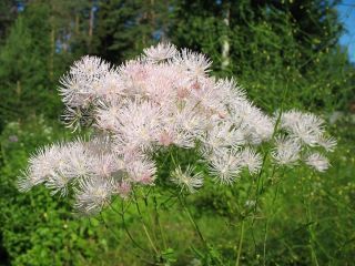 Columbine Meadow Rue mixed seeds - Thalictrum aquilegiifolium - 100 seeds
