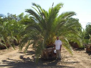 Canary Island Date Palm seeds - Phoenix canariensis - 5 seeds