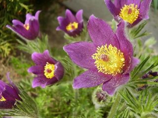 Pasque זרעי פרחים - כלנית pulsatilla - 190 זרעים - Anemone pulsatilla