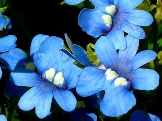 Nemesia כחול זרעי זרעים - Nemesia strumosa - 1300 זרעים - Nemezis strumosa