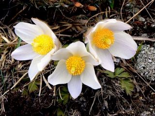Semillas de flor de pasque blancas - Anemone pulsatilla - 90 semillas