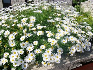Oxeye Daisy frø - Chrysanthemum leucanthemum - Leucanthemum vulgare syn. Chrysanthemum leucanthemum
