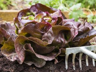 Salat Hode - Quattro stagioni - 900 frø - Lactuca sativa L. var. Capitata