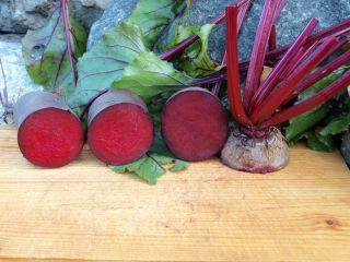Sfeclă roșie "Cylindra" - 940 de semințe - Beta vulgaris