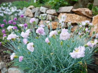 Paprastas rausvos spalvos mišinys; sodo rožinė, laukinė rožinė - 140 sėklų - Dianthus plumarius - sėklos
