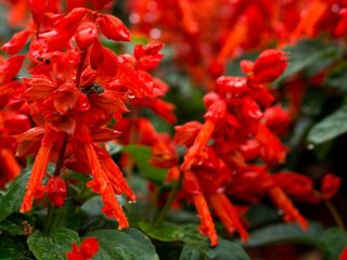 Pragtsalvie - rød - 140 frø - Salvia splendens