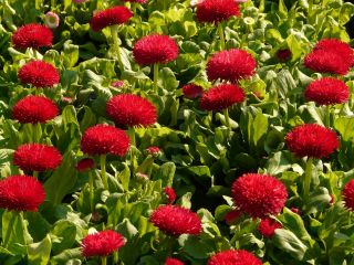 Pâquerette - à grandes fleurs - Grace - rouge - 600 graines - Bellis perennis grandiflora.