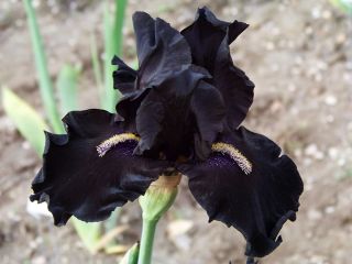 Iris germanica Black Night - กระเปาะ / หัว / ราก