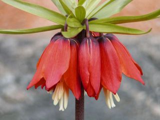 Fritillaria Imperialis Rubra Maxima - הכתר האימפריאלי Rubra Maxima - bulb / tuber / root -  Fritillaria imperialis