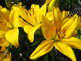 Lilium, Lily Asiatic Yellow