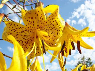 Lilium, Lily Yellow Tiger - čebulica / gomolj / koren - Lilium Yellow Tiger