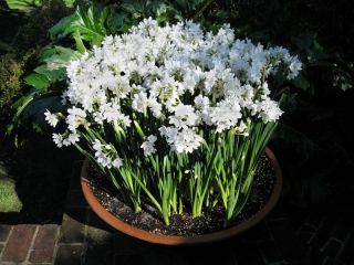 Nergis Paperwhites Ziva - Nergis Paperwhites Ziva - 5 soğan - Narcissus