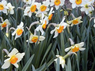 Narcissläktet - Flower Record - paket med 5 stycken - Narcissus