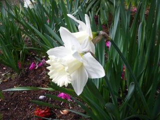 Narcissus navlaka za vuču - narcisa Mount Hood - 5 lukovica