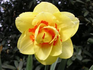Narcissläktet - Tahiti - paket med 5 stycken - Narcissus