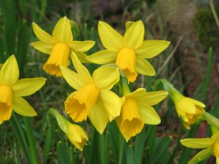 Narcis - Tete-a-Tete - pakke med 5 stk - Narcissus