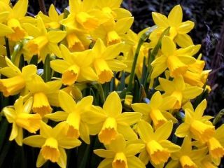 Narcissus Head-to-Head - Daffodil Head-to-Head - 5 Bulbs
