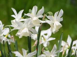 Нарцис Талия - Нарцис Талия - 5 луковици - Narcissus